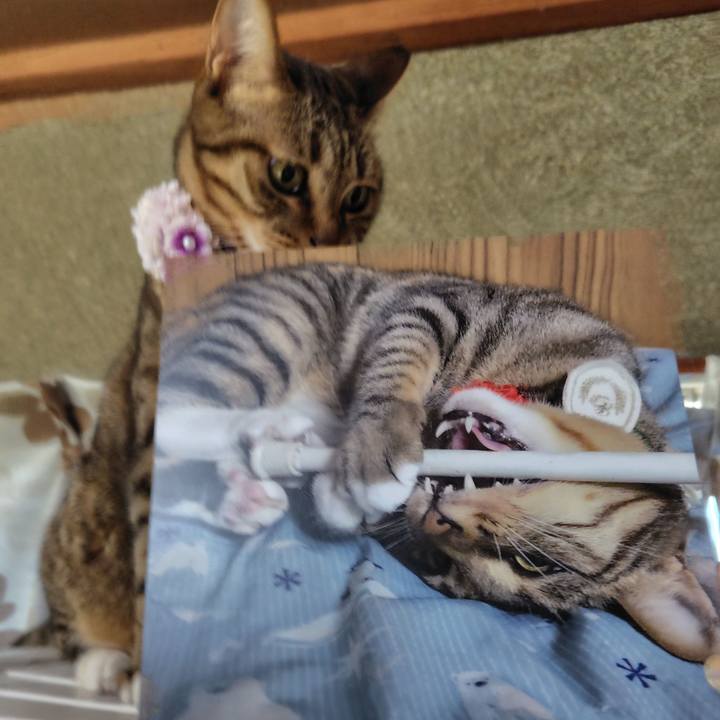 26a3bc72 c207 4b01 b7a8 c70ff19f73c6 1768017237498