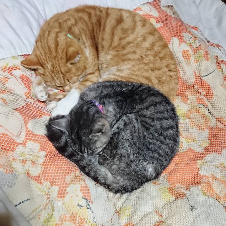 26a46d8e 361d 4153 bf3a f88ff0f22de7 1581165567817