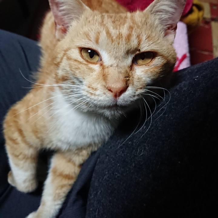 26a4f77c c577 4879 a3b3 eecabad273ab 1554281926983