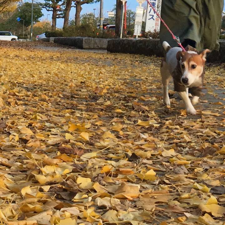 26a5a75f 85c8 4c5b b544 aaf722d2d23d 1544274087285