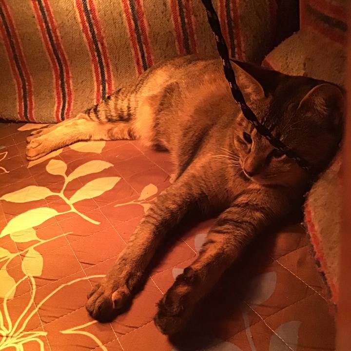 26a71ee5 4336 4923 81e7 1d2968347acb 1586592917241