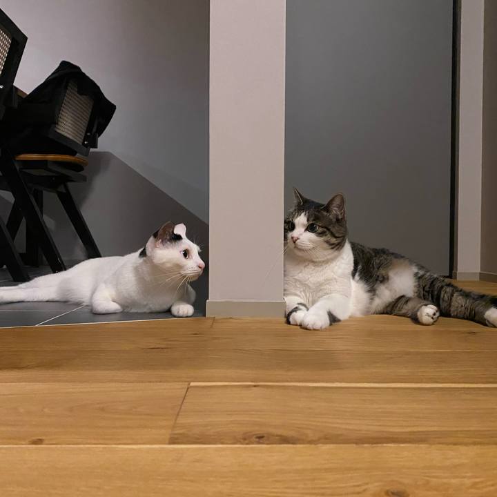 26a769a7 7a1c 4966 9788 086161bb4644 1754146127826