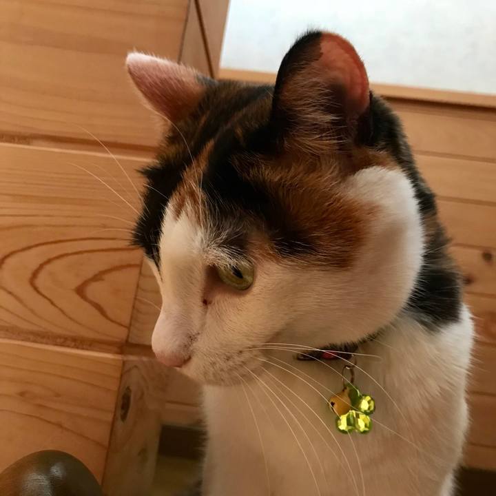 26a8c385 f92b 4304 8443 0c1c2f0ac9bf 1509341499790