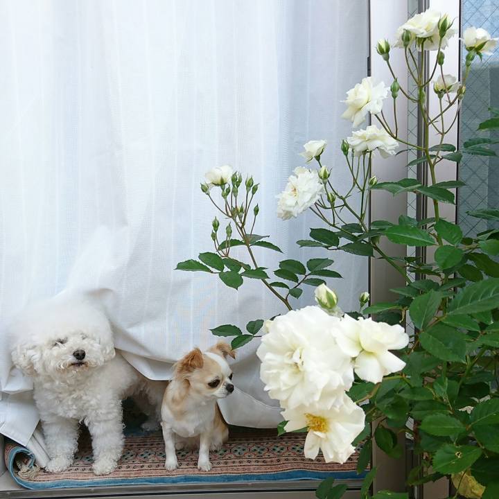 26ac0855 489e 4797 a5b9 200aa44b1806 1526257822368