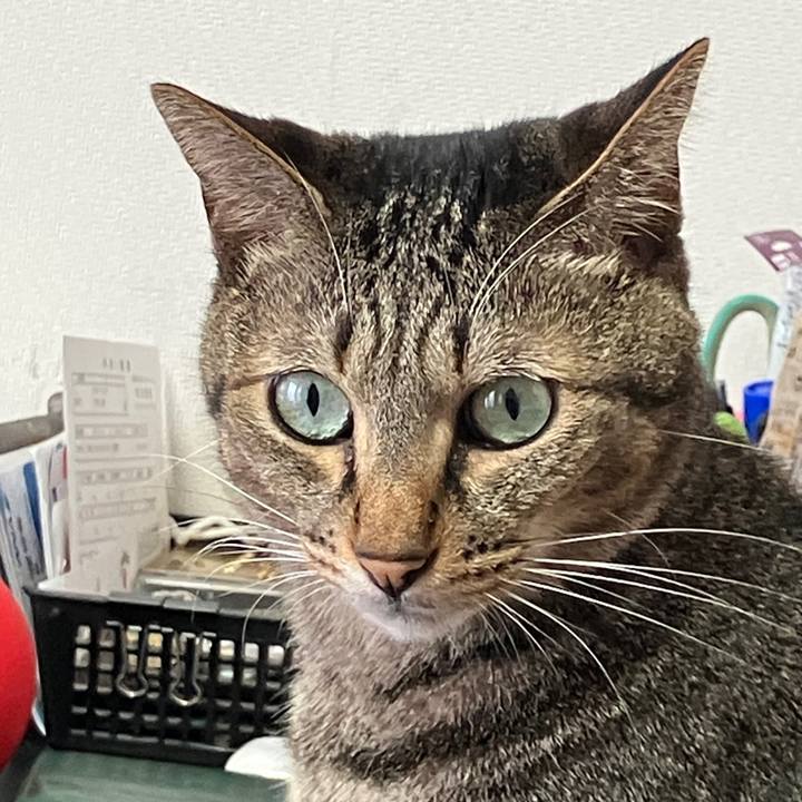 26ad411c aa4f 4b80 a253 295297a3dbf8 1760397656045