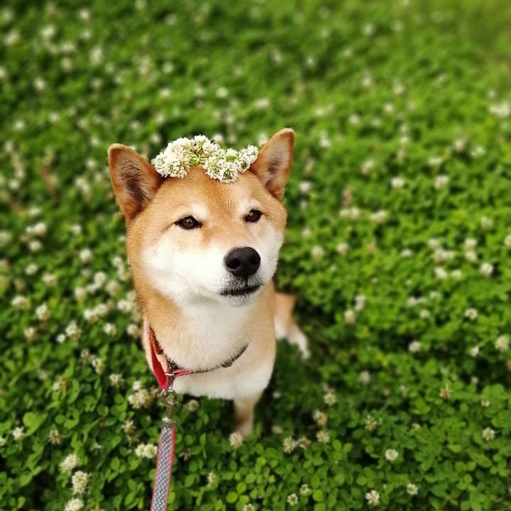 26af7db5 9edf 4333 b295 f860485261d5 1589538888052