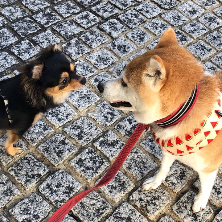 26b3097c 2265 4347 bdbd 30269c33b608 1598050052950