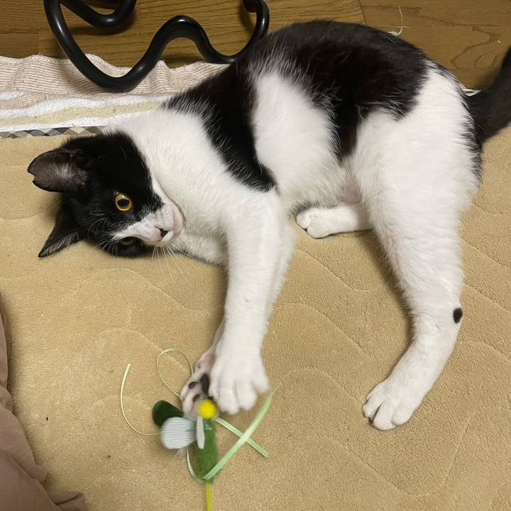 26b6811f a2cf 405d b70e 5ec603525d87 1683912266189