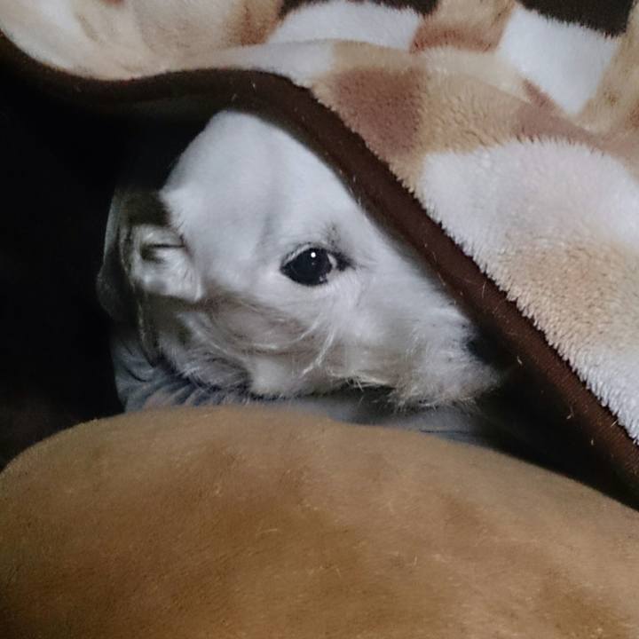 26b6c43a 44e0 421f a617 33aaca36c197 1517270770599