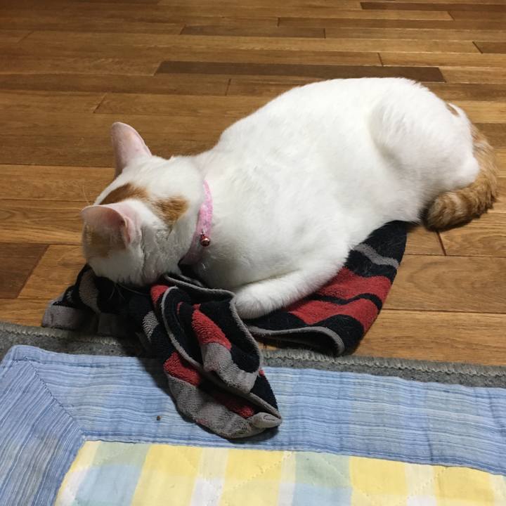 26b8ce5f f873 4cf5 af2b bcbbc5c59e90 1532347069111