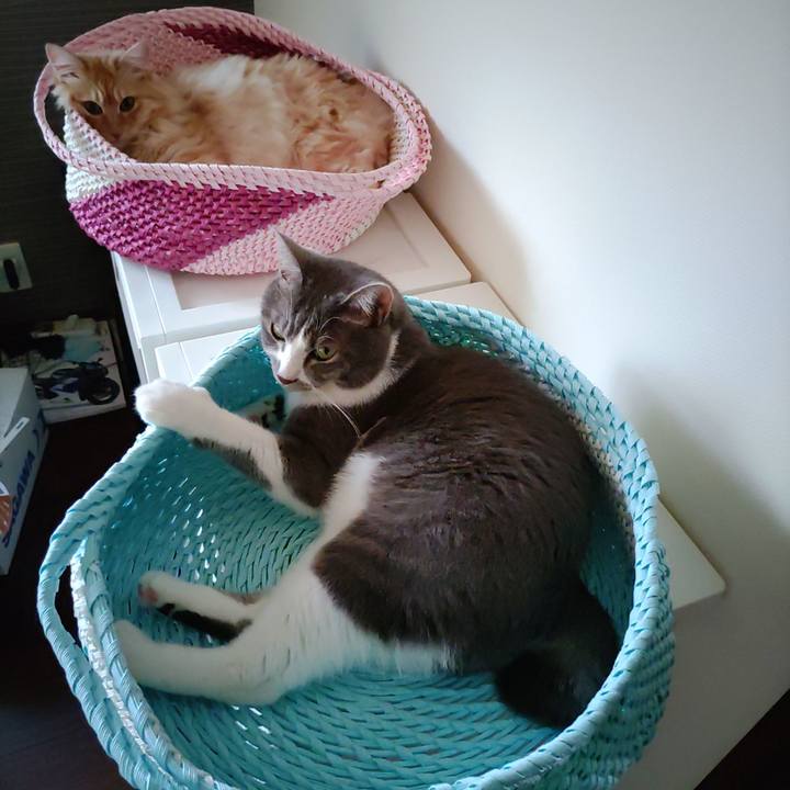 26bb6a17 04c9 4b5c a889 b6024124598f 1657490327860