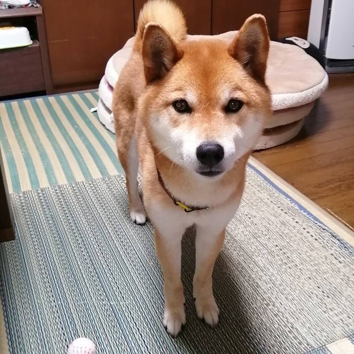 26bc803a 1737 4bfb afd6 1a8e85cddce5 1589954822652