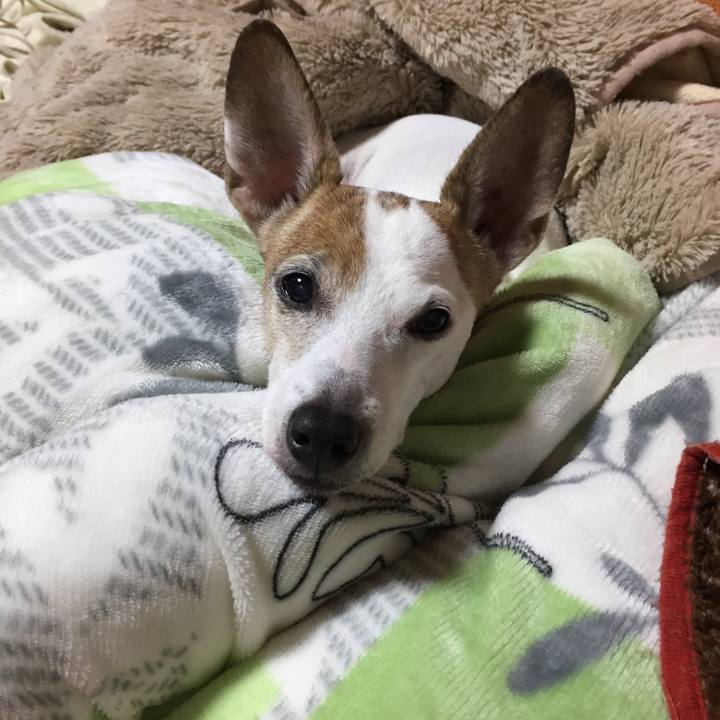 26be5bf6 4230 4125 afc2 0f81de4caa22 1509275245988