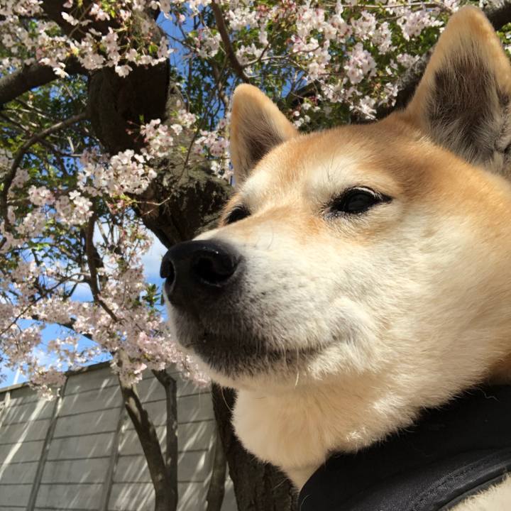 26bf13e8 f26d 4001 bb9c 605ca9251cce 1554871958069