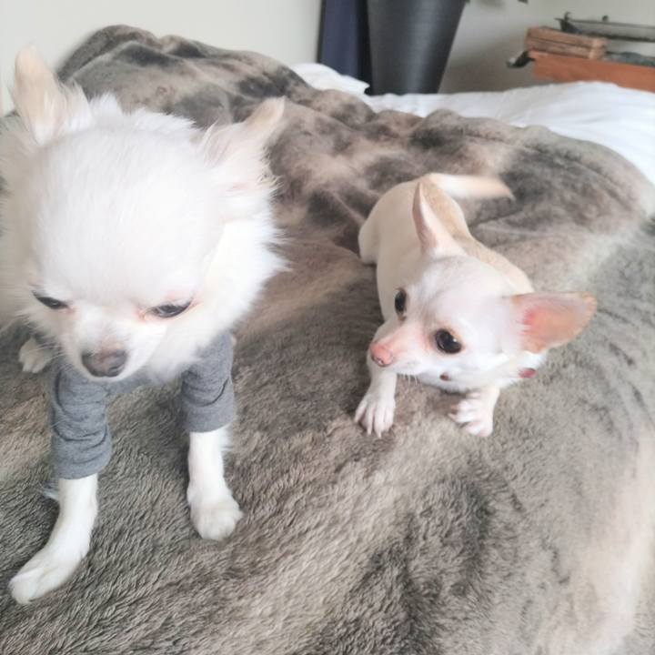 26c18b96 019b 4dec 8e8e bd006005d03b 1747623497962