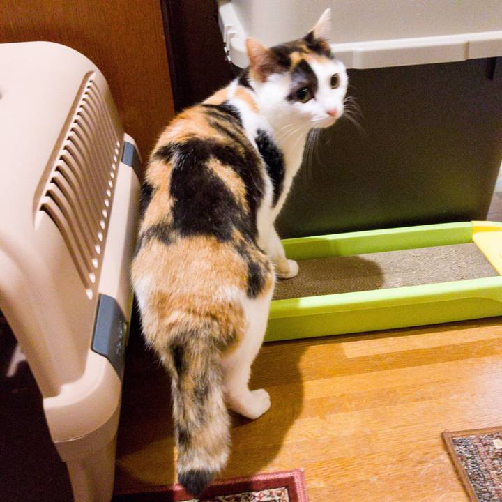 26c73027 875c 4efe 893b aaedf654cf7a 1525743574823