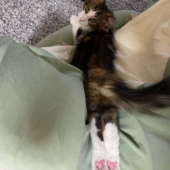 26c83332 09dd 4b62 a54c e14e1a1450d3 1635368593939