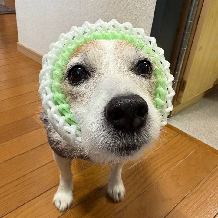 26ce4805 164b 4d5c bcc9 6bf666b9b986 1761693791385