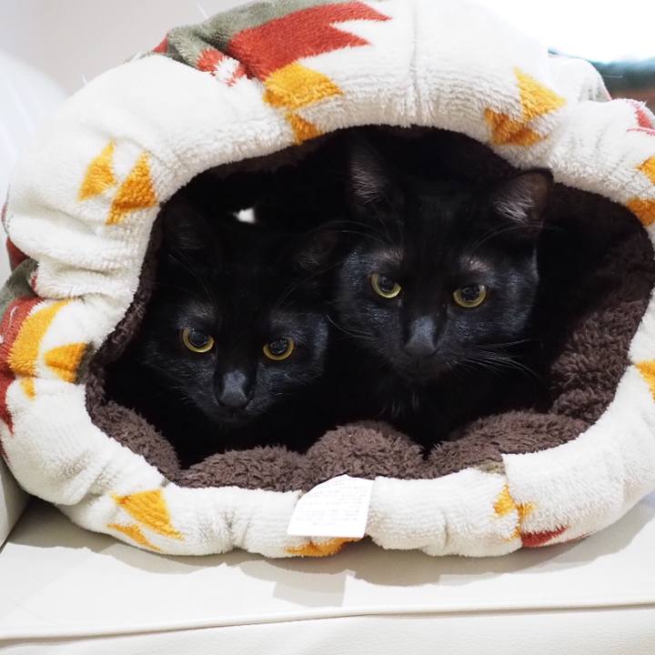 26ceb1bf cc83 4446 95c9 023b850c77b0 1545089192407