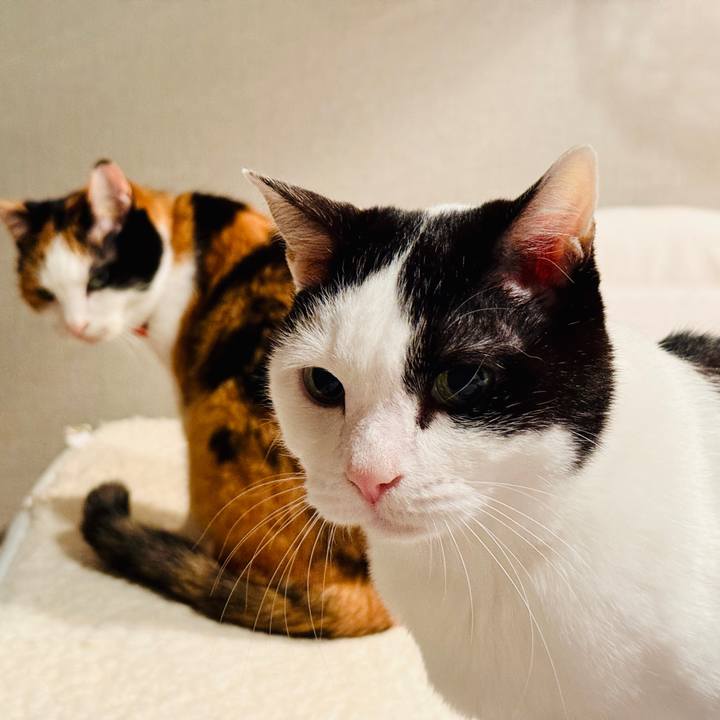 26cf0fa9 cf5a 4067 ac38 d77098bf8299 1767708236506