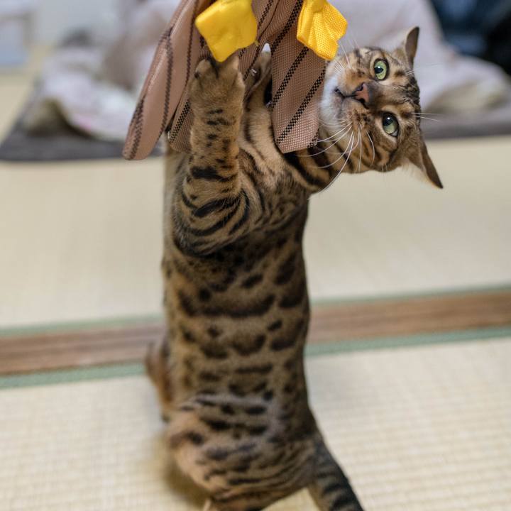 26d0d246 2a1f 4c1d 9310 e576affa3e4a 1517925258703