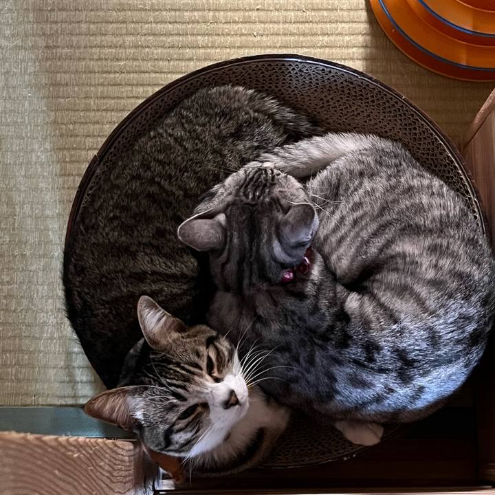 26d2e27f 718e 4c98 bea3 f15d4c124320 1734245712049