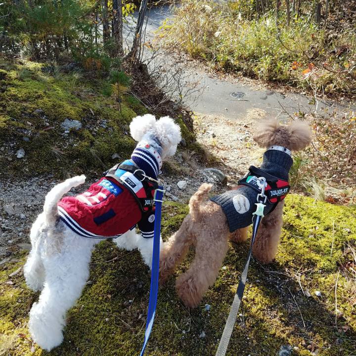 26d739cd aa49 45a9 8629 920dddf805a0 1512345030686