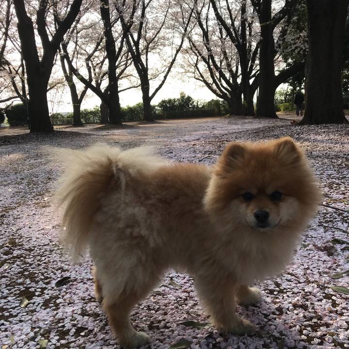 26d932d2 b92f 4eab 9cae a58a7513de9b 1522546934238