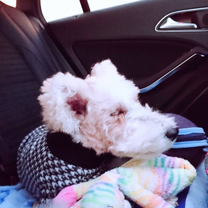 26dac94f c268 46de b1c7 33f206d12959 1510349853364