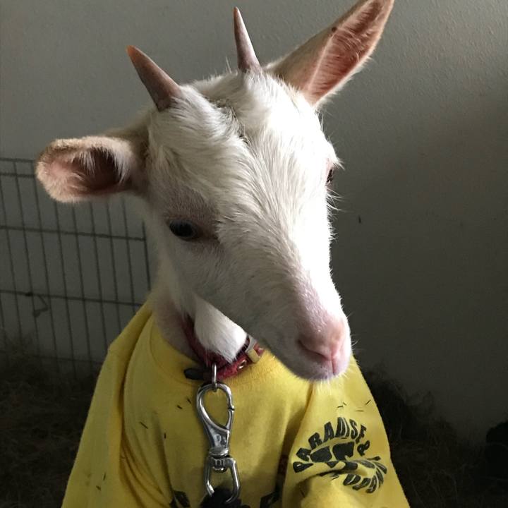 26dc5549 1bb5 4709 a884 d1d97b3fdeed 1513034954382