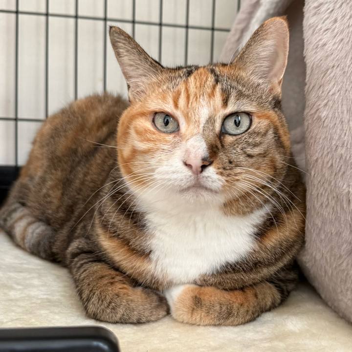 26e0bb94 f017 4057 8bca efc6a2a3532f 1763966980863