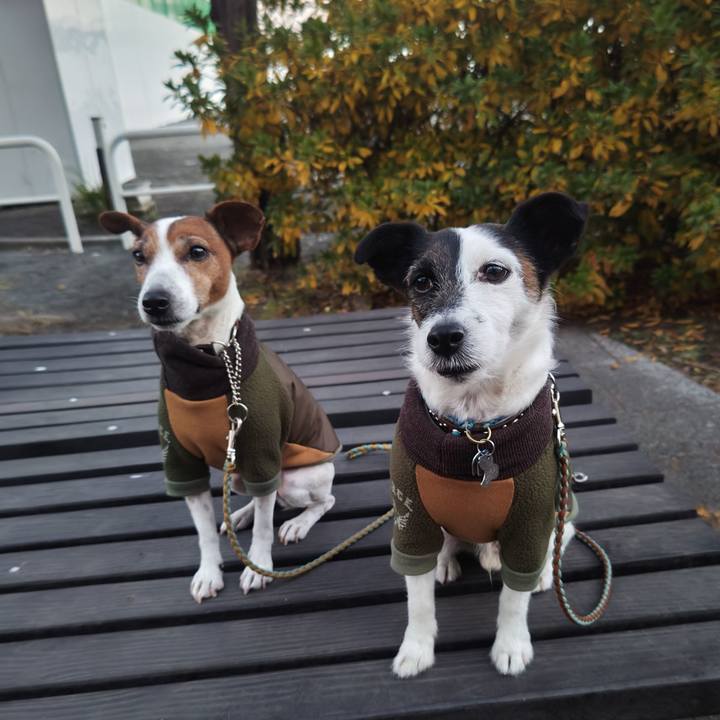 26e10188 e9e4 4487 a2c2 1f8e6f2a8a28 1735249985650