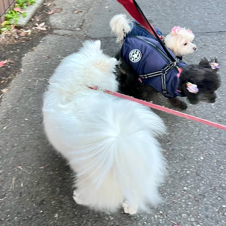 26e1dfe5 1703 4129 a18c e5eb75222ca7 1766827398787