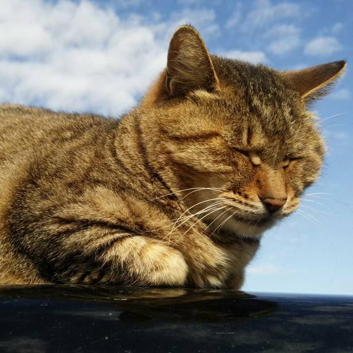 26e3457b 2cb2 4c6d 92d9 bb10620c4b3b 1510632380641