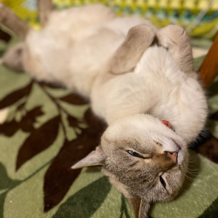 26e7aa31 422d 4794 b5b1 c10770422829 1590751872253