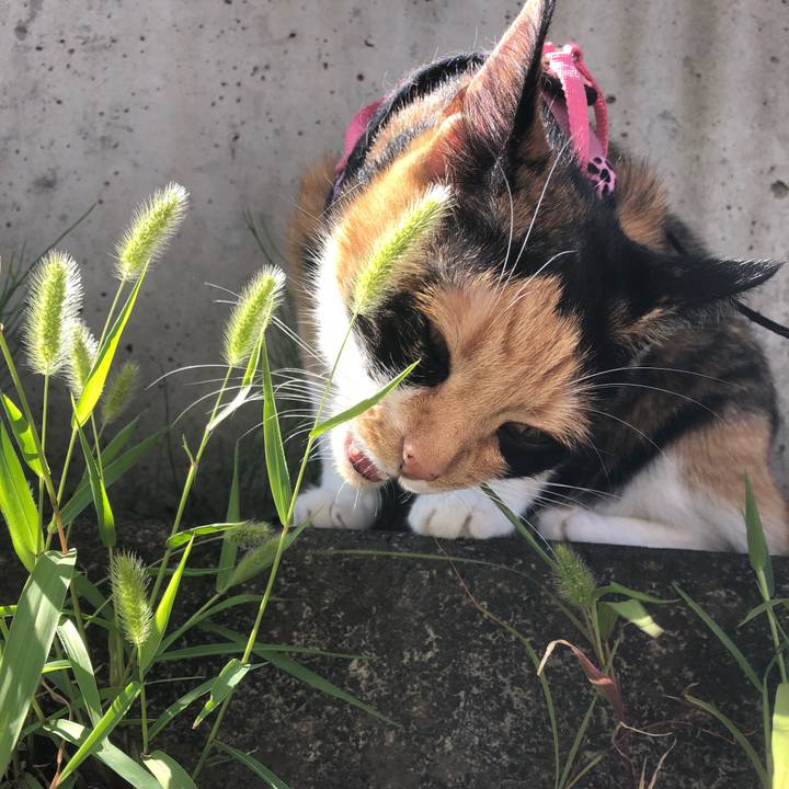 26eb1893 2b2f 4056 ba74 c468592c339b 1532912480370