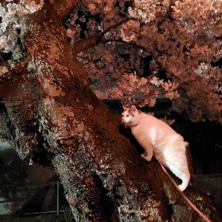 26ec0cd8 f1a4 43c8 be81 0e3f0a0923f8 1586697742571