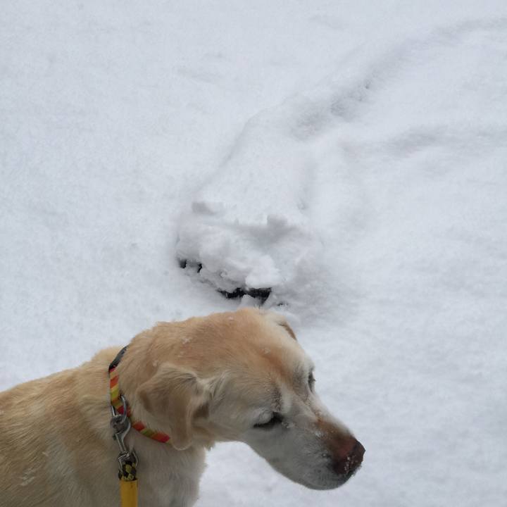 26ec9d10 e1cb 479e 9663 68405a3e7b1b 1512512432946