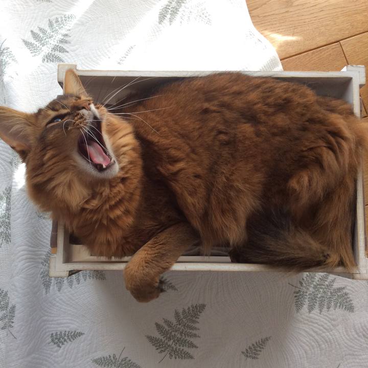 26ed94dd 76cd 4345 8b4a da87eca8d5a8 1617778700533