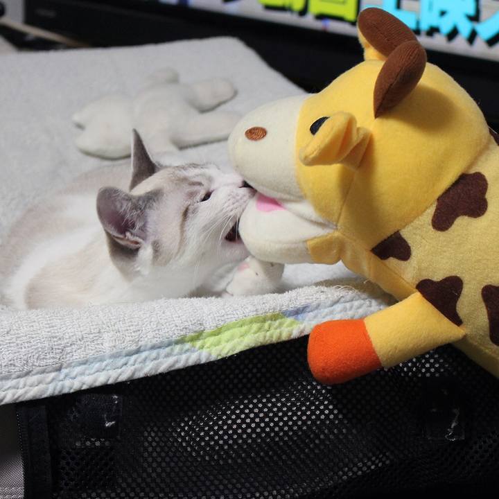 26eda66a 3e55 406f ae34 656ca1512f66 1610407290445