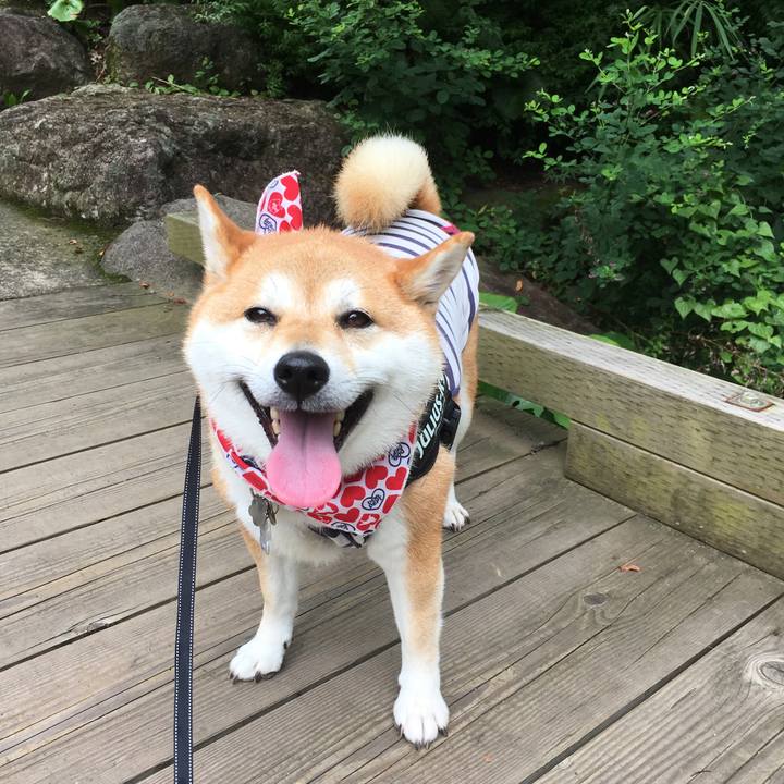 26f174ac 3937 40db b509 ff400e287edc 1531626952874