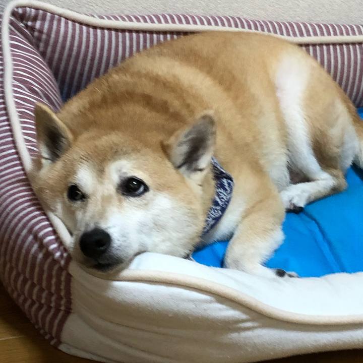 26f30c65 6307 450b 9834 fc6393eae48d 1598329501090