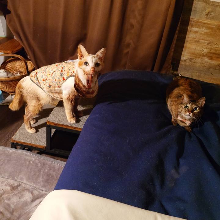 26f46b61 7e32 45e0 b584 dfa0fe5fe740 1771418810903