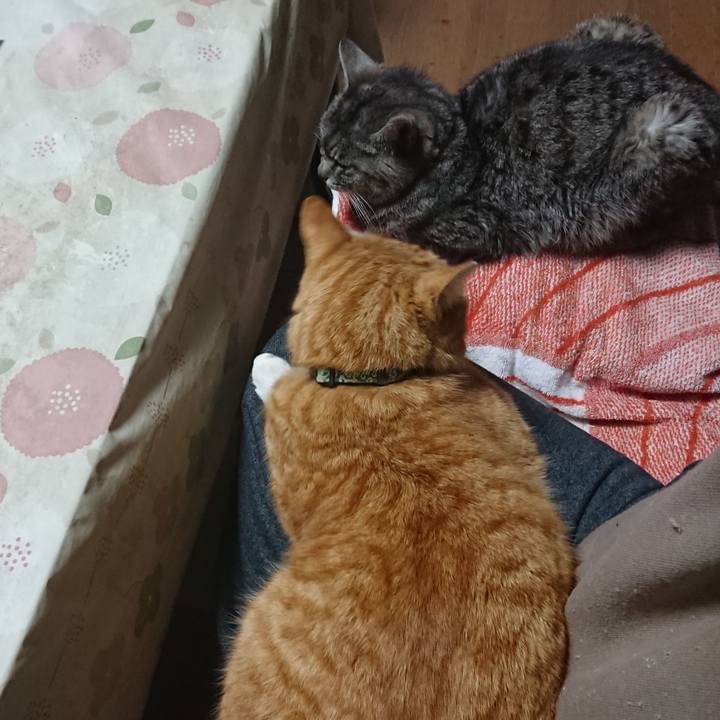 26f4a4c7 0178 45ae af3c 5b6c50363eff 1584048141813