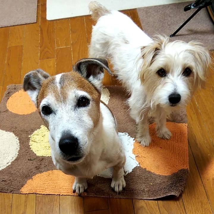 26f5ceec 2779 4bd2 bdca 45515a0ee4c2 1551824589186