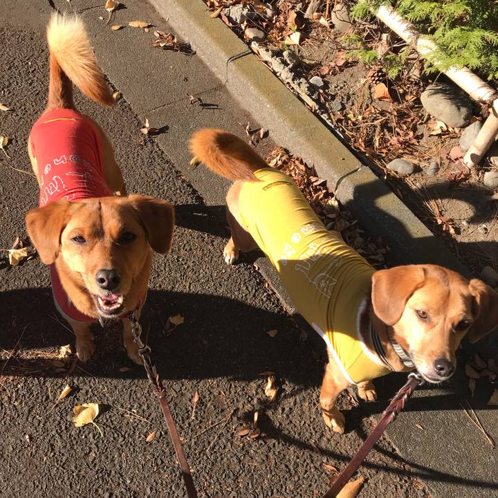 26fac6f0 9bc0 4585 85b9 d458f366aac8 1545207924671