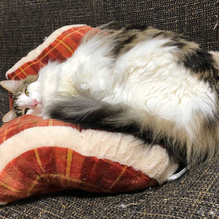 26ffc3c8 58b1 433d aeef 62e5198d9ff8 1553675842569