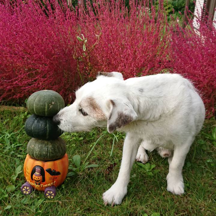 2700f4dd 1110 4211 bc1b ffafb7ebeff7 1603841891999