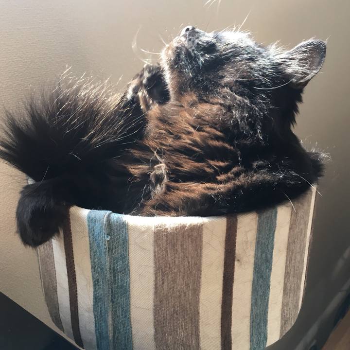 27010904 c920 469b a2f9 a4f907b0278b 1528164827952