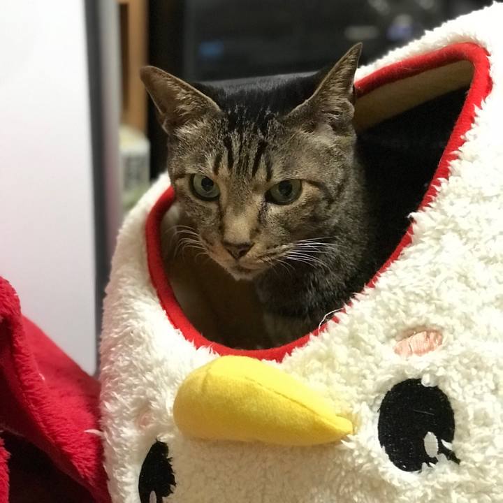 2706067c 7c0c 485c 9482 0327562f2712 1519522018924